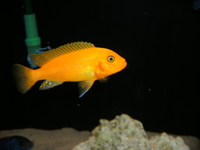 Лабидохромис Еллоу серый