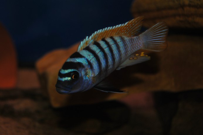 Ломбардо цихлида