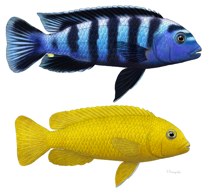 Псевдотрофеус флавус