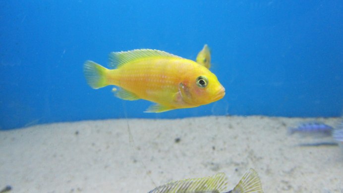 Псевдотрофеус Зебра Мармеладная