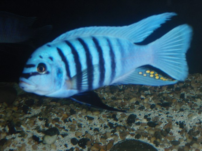 Псевдотрофеус Пиндани