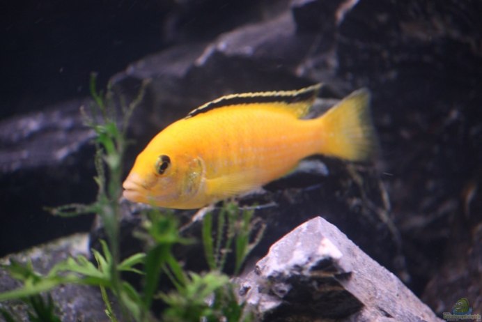 Элонгатус чевере