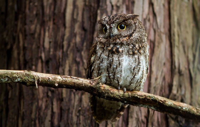 Сова на дереве