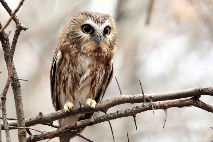 Сова на ветке