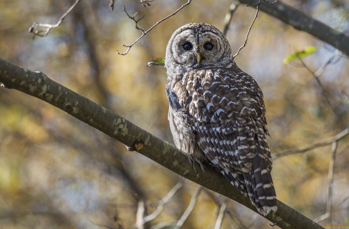 Сова на ветке