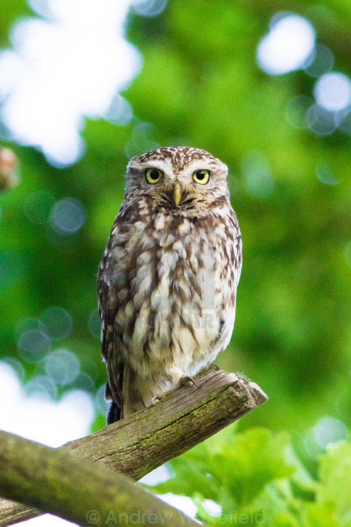 Филин на дереве
