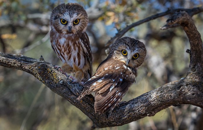 Совята на ветке