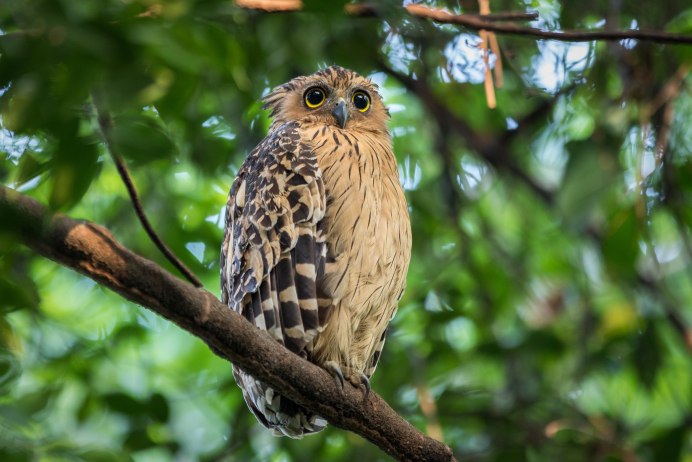 Совята на ветке