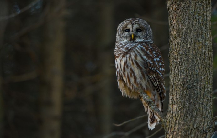 Сова на дереве