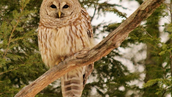 Соломонская ушастая Сова