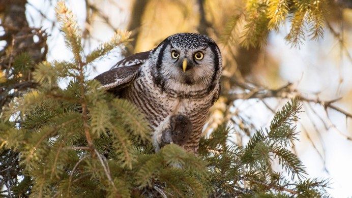 Сова на ветке