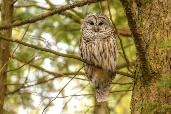 Красноногая неясыть