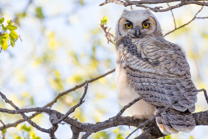 Красивая Сова на ветке