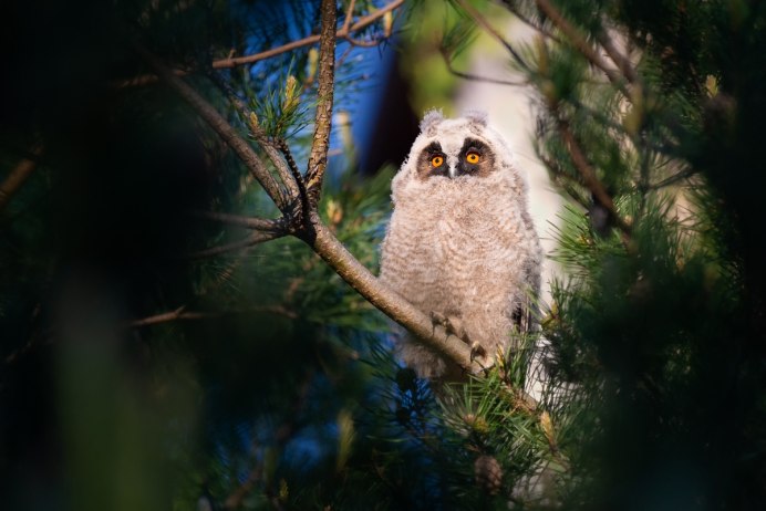 Сонный мохноногий Сыч