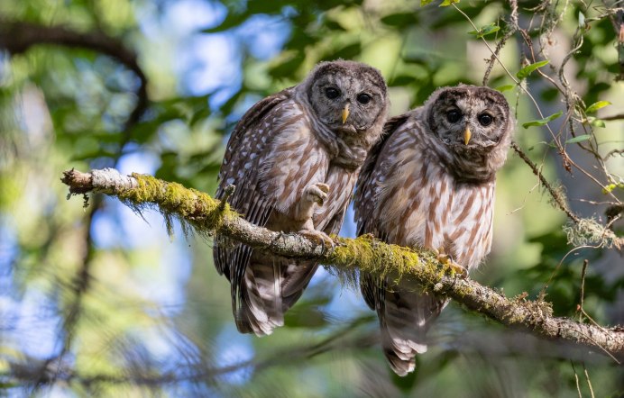 Филин на ветке