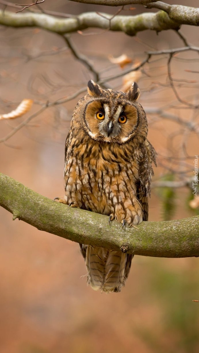 Филин в лесу