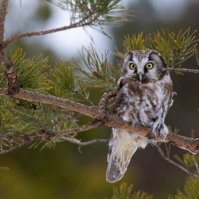 Ушастая Сова на ветке ночью