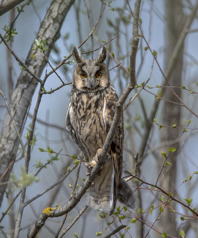 Сова на ветке дерева