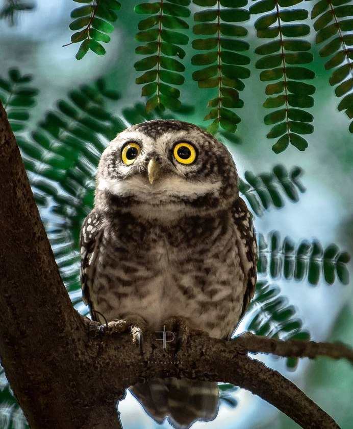 Битцевский лес Сова ушастая