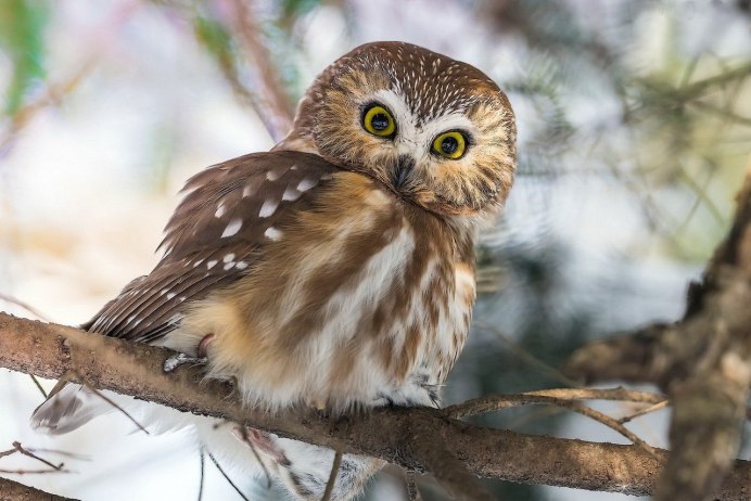 Лесной Сыч неясыть