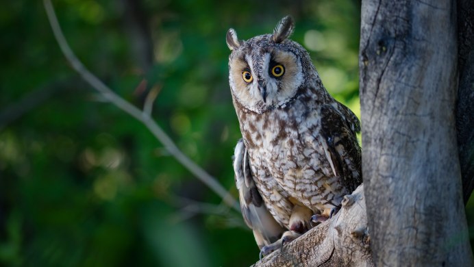 Сова в лесу