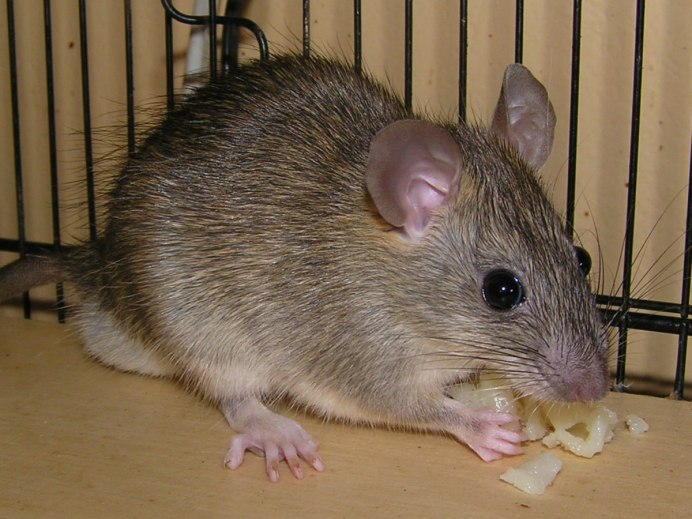 Thryonomys swinderianus
