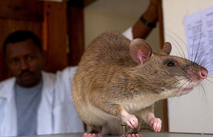Rhizomys sumatrensis