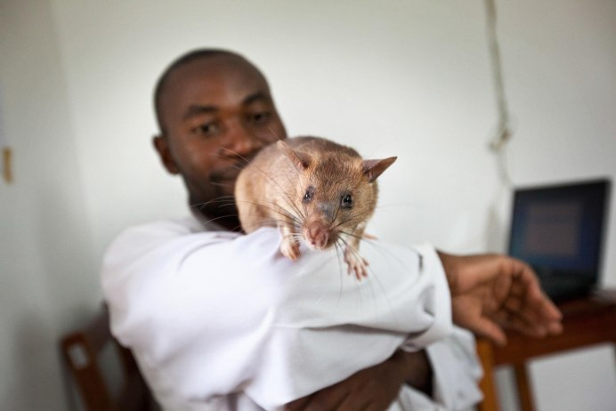 Пальмовая крыса (Rattus palmarum)