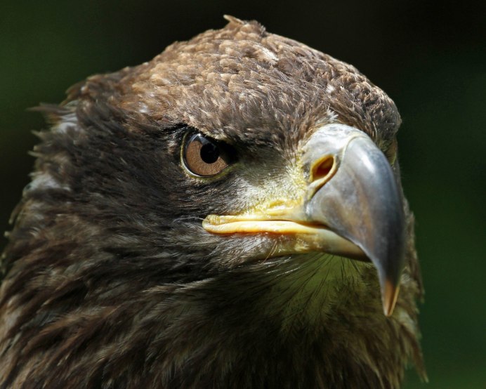 Buteogallus urubitinga Hawk