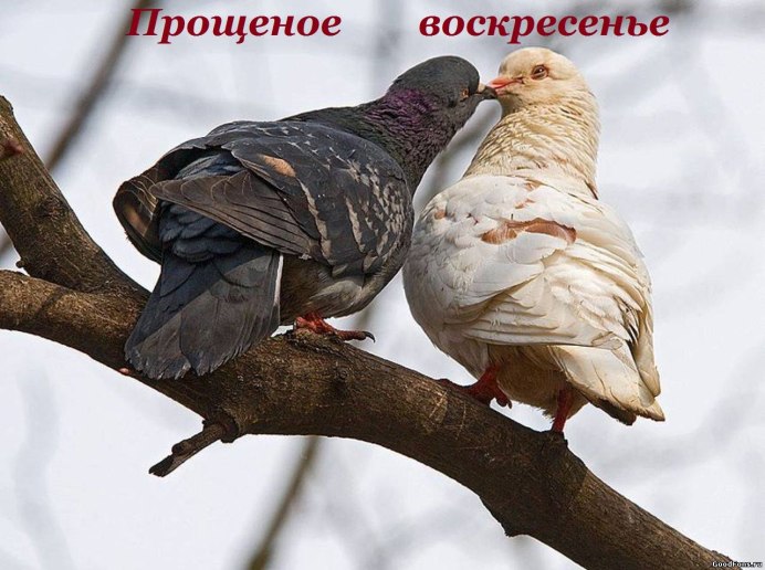 Птицы целуются