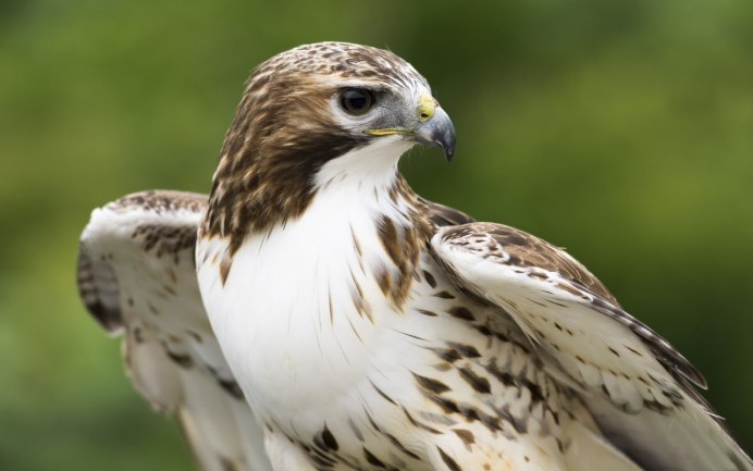 Белогрудый ястреб