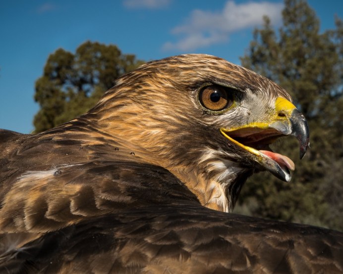 Робот ястреб