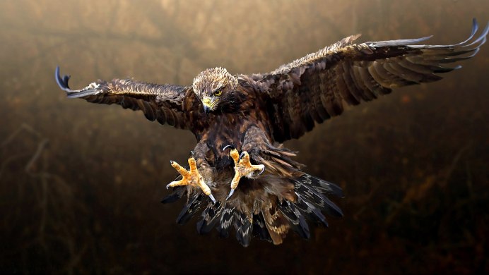 Орёл Беркут в атаке