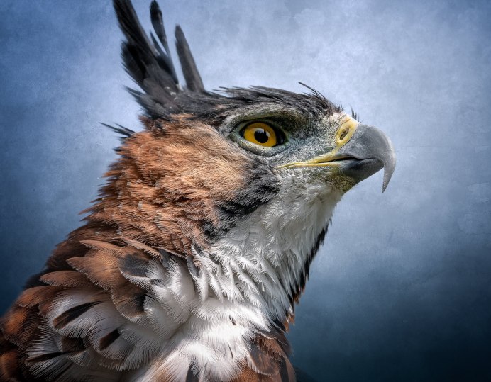 Ястреб Тиберий