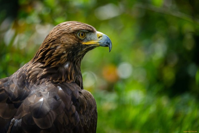 Филин обыкновенный (Bubo Bubo)