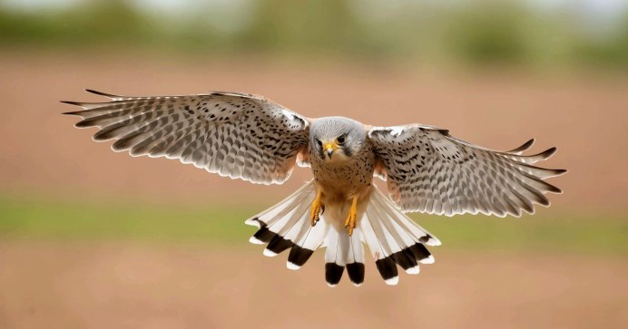 Полосатый ястреб