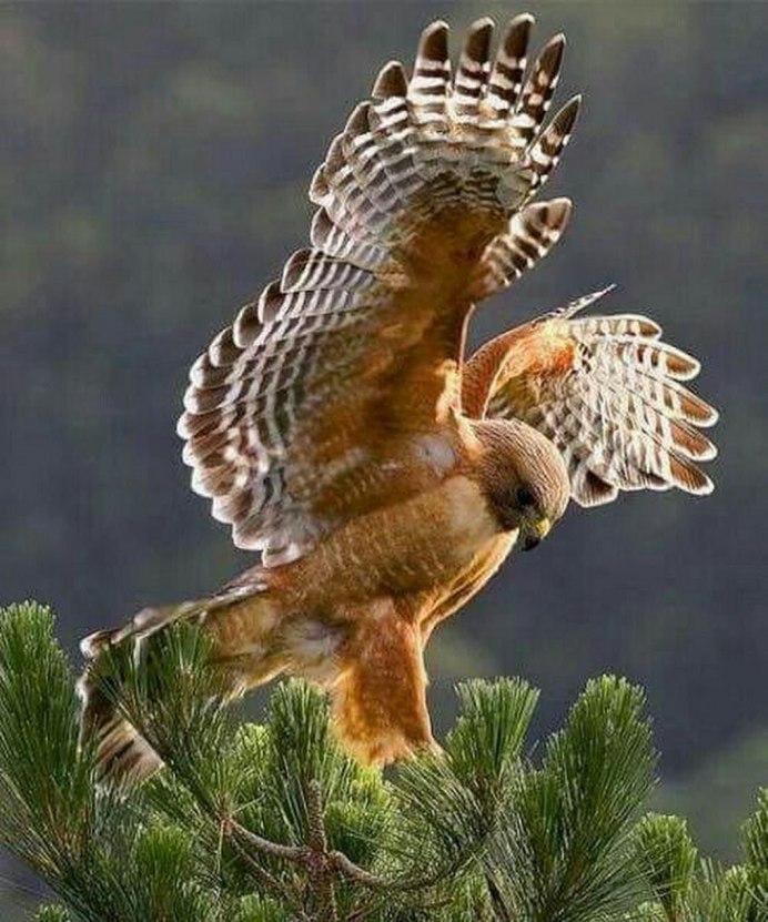 Ястреб пустельга