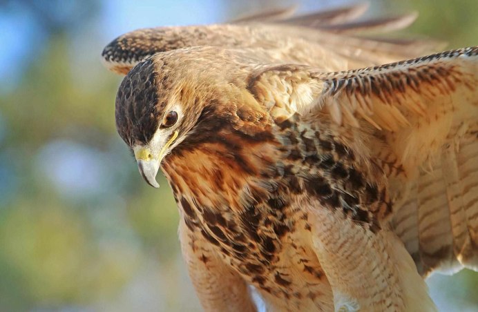 Ястреб Беркут , копчик