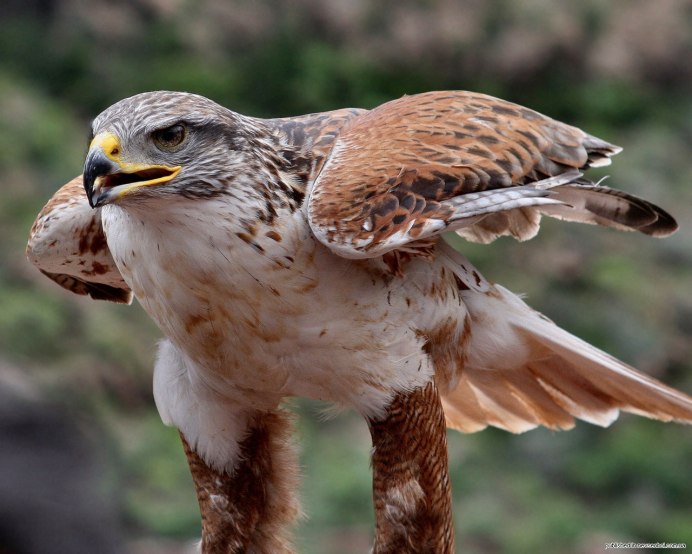 Ястребиный орёл птица