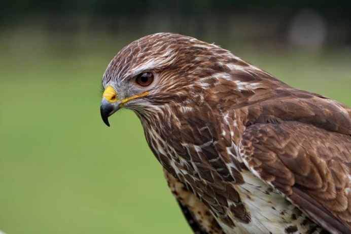 Ястреб канюк