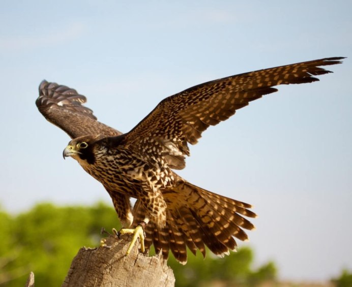 Соколы России птицы Хищные