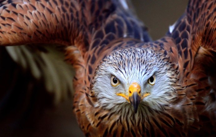 Орел хищник