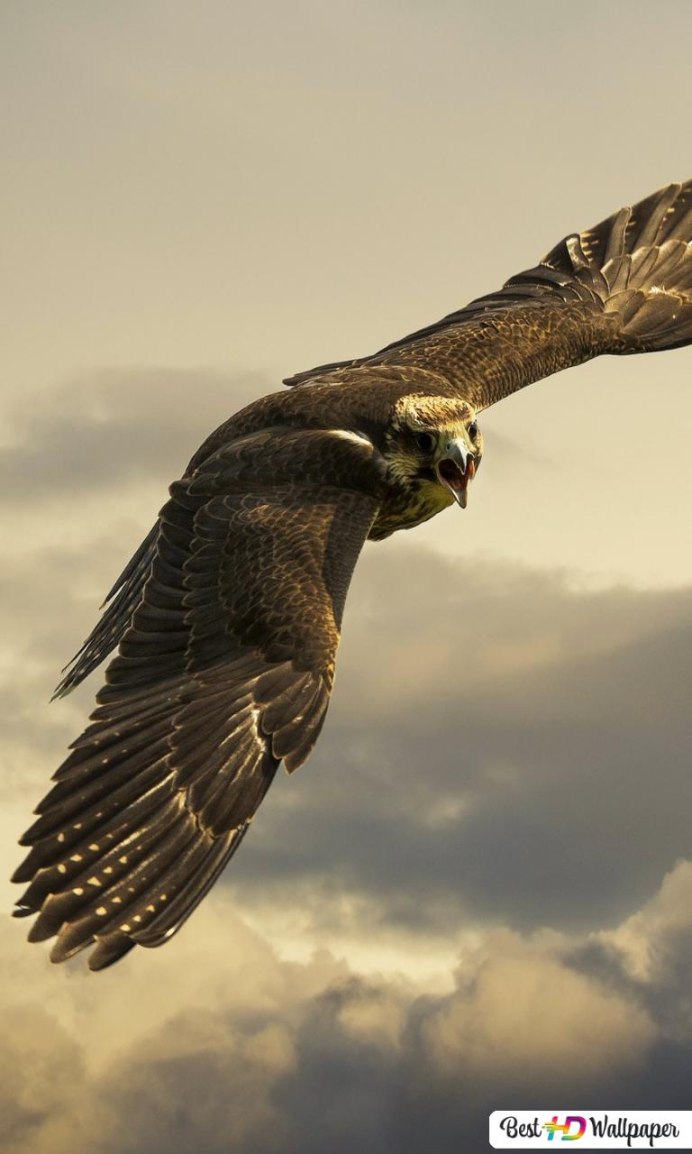 Сокол Сапсан Крылья