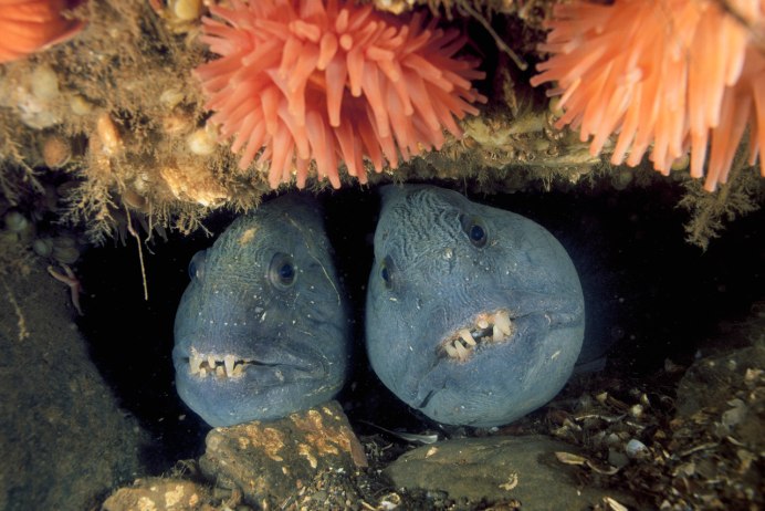 Угревидная зубатка