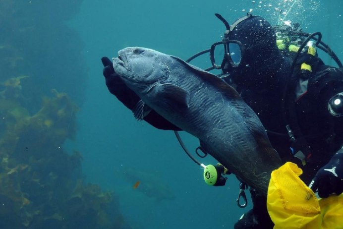 Райли зубатка