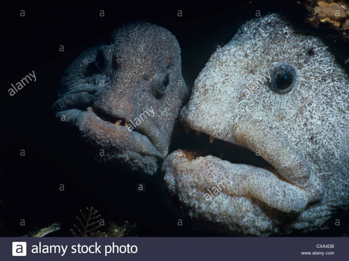 Дальневосточная зубатка (Anarhichas orientalis),