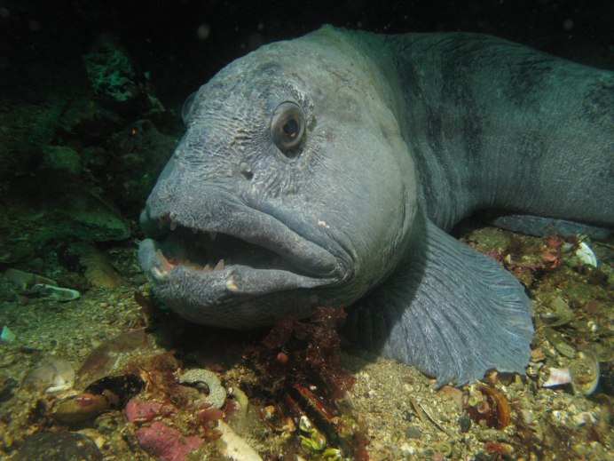 Морской волк рыба зубатка