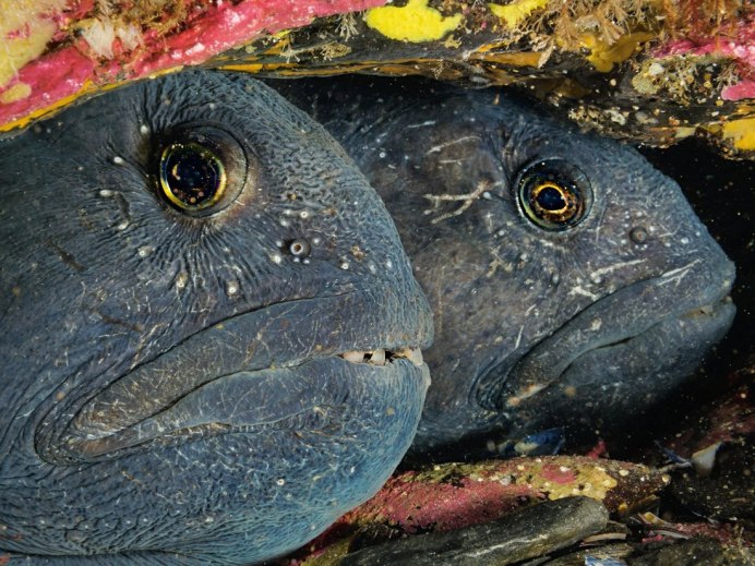 Ощетиненная зубатка