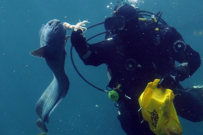 Зубатка кэтфиш