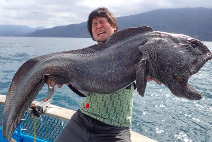 Угревидная зубатка